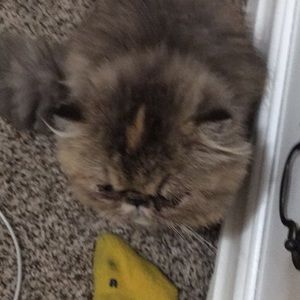 Meet your Posher, Gianni